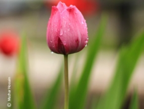 I Stand Still, by Mazhar Hossain