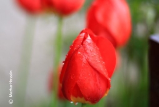 Red Tulips, by Mazhar Hossain