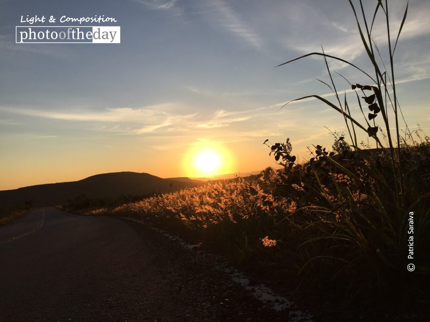 Plantation of Gold, by Patricia Saraiva - Photography Awards, Sunrise Photography, Photo of the Day, Art Photography, Online Photography Courses