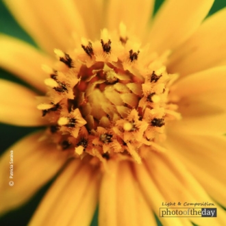 A Macro Photograph, by Patricia Saraiva - Macro Photography, Close-up Photography, Photography Awards, Photo of the Day, Online Photography Courses