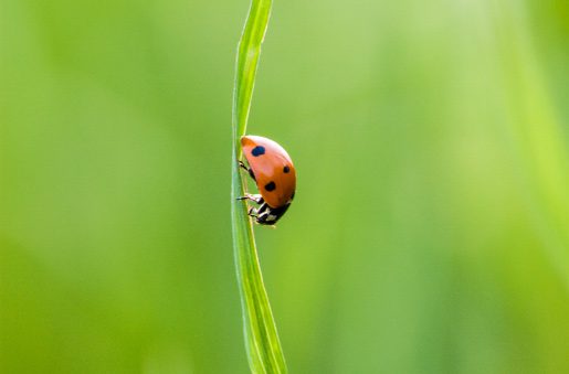 A Beautiful Ladybug, by Bawar Mohammad - Nature Photography, Photography Awards, Photo of the Day, Ladybug Photography, Art Photography