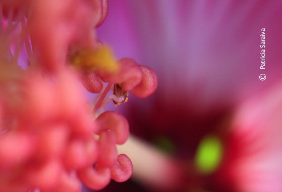 Enchanting, by Patricia Saraiva - Close-up Photography, Photography Awards, Photo of the Day, Art Photography, Photography Education