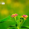 Just Some Wild Flowers, by Rezawanul Haque - Wildflower Photography, Photography Awards, Color Photography, Photo of the Day, Art Photography