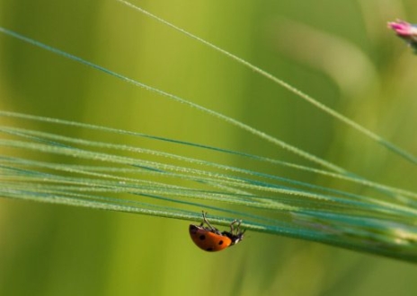 A Ladybug on the Grass, by Bawar Mohammad - Close-up Photography, Nature Photography, Photo of the Day, Photography Awards, Online Photography Courses