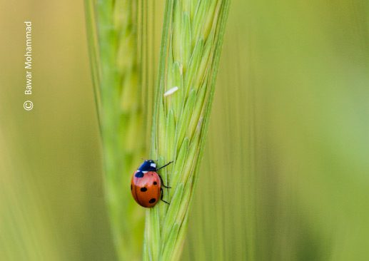 A Scarlet Ladybug, by Bawar Mohammad - Close-Up Photography, Photo of the Day, Photography Awards, Art Photography, Photography Education