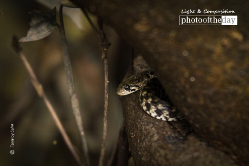 Hiding behind a Tree Branch, by Tanmoy Saha - Wildlife Photography, Nature Photography, Photo of the Day, Photography Awards, Online Photography Courses