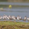 Wildlife Photography, Common Redshank, Bird Photography, Photo of the Day, Nature Photography – Flocks of Common Redshank, by Masudur Rahman Flocks of Common Redshank, by Masudur Rahman - Wildlife Photography, Common Redshank, Bird Photography, Photo of the Day, Nature Photography