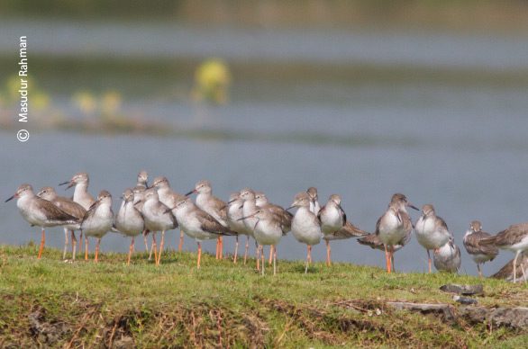 Flocks of Common Redshank, by Masudur Rahman - Wildlife Photography, Common Redshank, Bird Photography, Photo of the Day, Nature Photography
