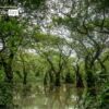 Deep Inside of Ratargul, by Tanmoy Saha - Nature Photography, Ratargul Swamp Forest, Bangladesh Photography, Photo of the Day, Award Winning Photography