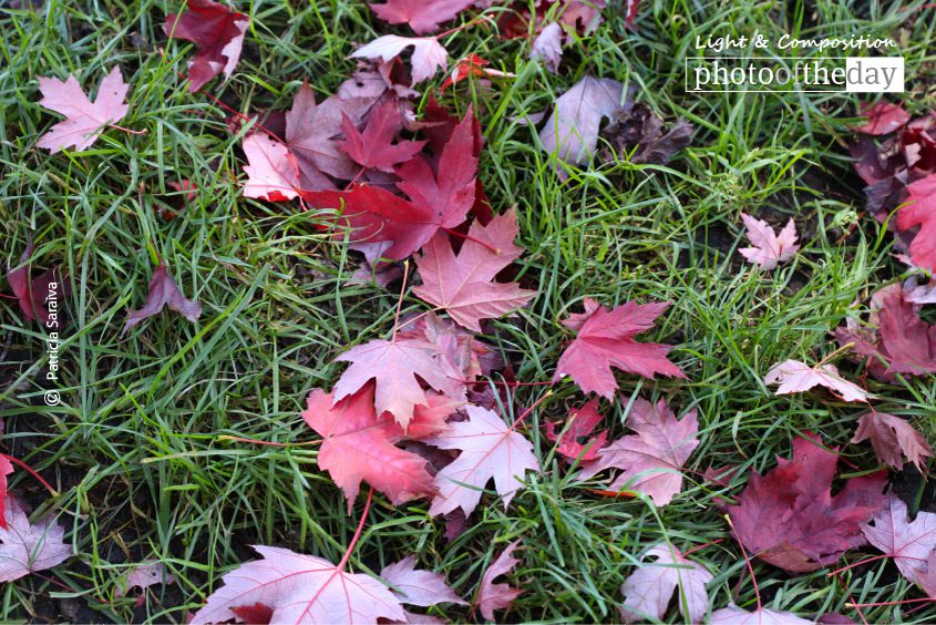 Leaves, by Patricia Saraiva - Nature Photography, Photography Awards, Photo of the Day, Art Photography,  Photography Education