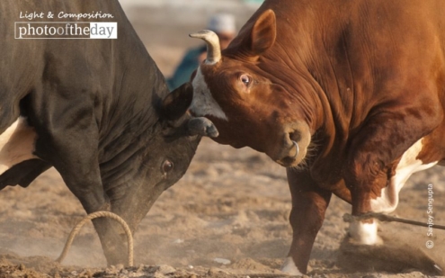 Bullfight, by Sanjoy Sengupta - Motion Photography, Photojournalism, Photography Awards, Bullfight, Award Winning Photography
