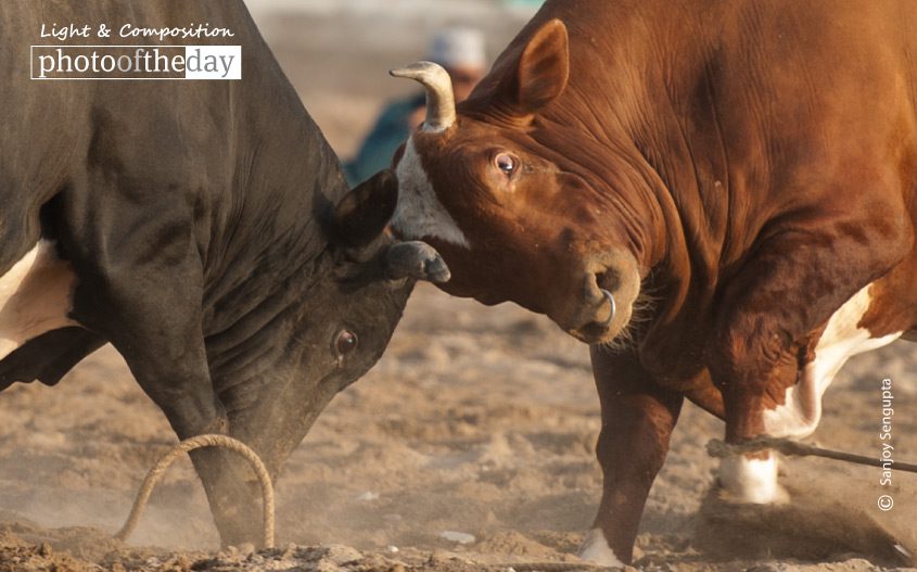 Bullfight, by Sanjoy Sengupta - Motion Photography, Photojournalism, Photography Awards, Bullfight, Award Winning Photography