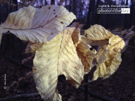 Feuillemort, by Ann Arthur - Close-up Photography, Photo of the Day, Award Winning Photography, Art Photography, Photography Education