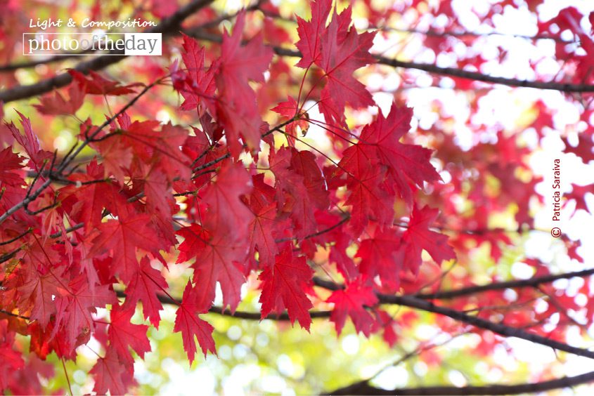 Autumn, by Patricia Saraiva - Autumn Photography, Nature Photography, Photo of the Day, Photography Awards, Light & Composition