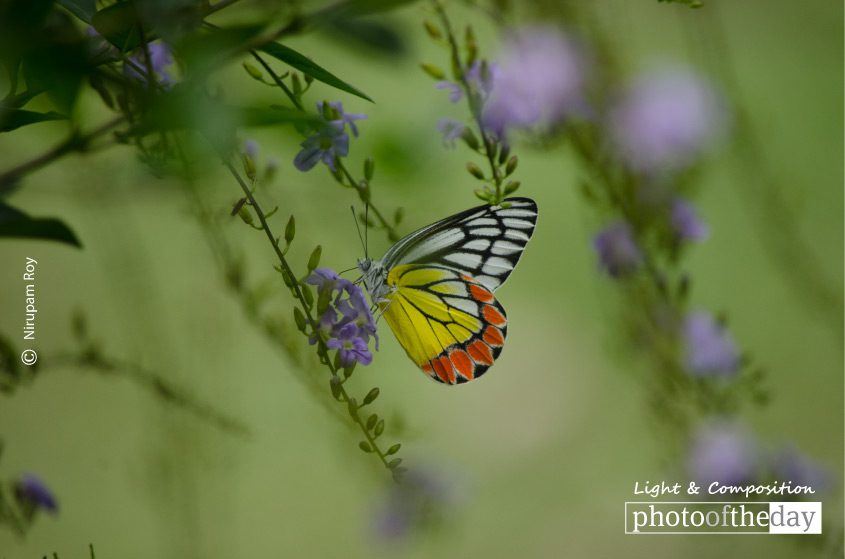 Color Splash, by Nirupam Roy - Color Photography, Photography Awards, Photo of the Day, Art Photography, Online Photography Courses
