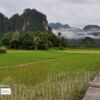 Travel Photography, Award Winning Photography, Landscape Photography, Photo of the Day, Rice Field Photography – A Path across the Rice Field, by Ryszard Wierzbicki A Path across the Rice Field, by Ryszard Wierzbicki - Travel Photography, Award Winning Photography, Landscape Photography, Photo of the Day, Rice Field Photography