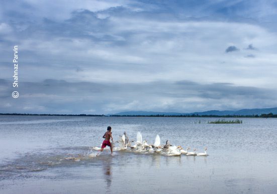 Chasing Geese, by Shahnaz Parvin - Photojournalism, Motion Photography, Documentary Photography, Photography Awards, Photo of the Day