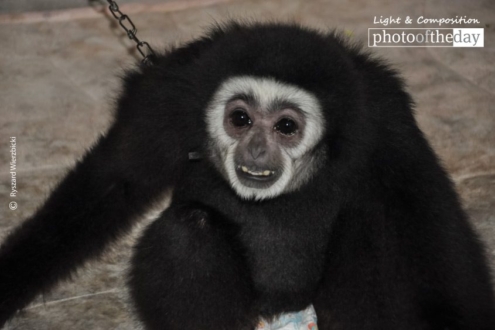 Gibon, by Ryszard Wierzbicki - Wildlife Photography, Photo of the Day, Gibon, Photography Awards,  Ryszard Wierzbicki