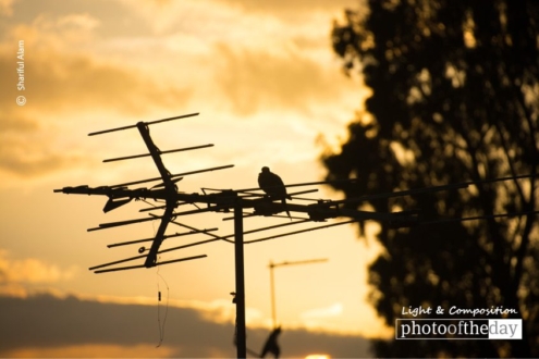 Waiting for the End, by Shariful Alam - Sunset Photography, Photo of the Day, Photography Awards, Photography,  Award Winning Photography