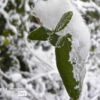 Ice Crystal Leaves, by Tisha Clinkenbeard - Nature Photography, Close-up Photography, Ice Crystals, Photography Awards, Photo of the Day