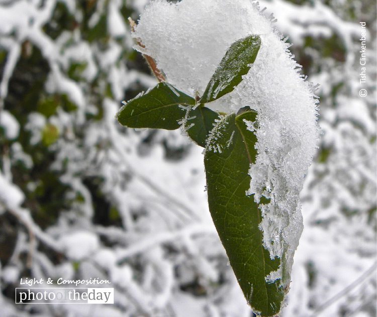 Ice Crystal Leaves, by Tisha Clinkenbeard - Nature Photography, Close-up Photography, Ice Crystals, Photography Awards, Photo of the Day