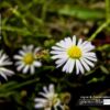 Daisy, Daisy, by Tisha Clinkenbeard - Close-Up Photography, Nature Photography, Photo of the Day, Award Winning Photography, Tisha Clinkenbeard