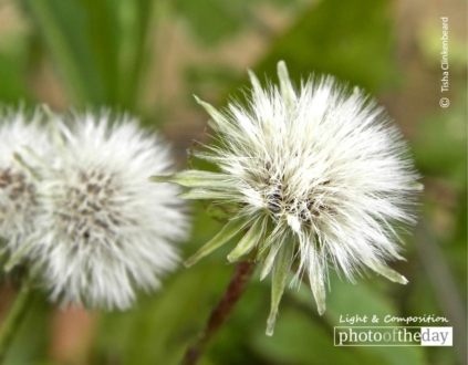 To Wish upon a Dandelion, by Tisha Clinkenbeard - Photo of the Day, Close-up Photography, Nature Photography, Photography Awards, Dandelion