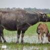 Wildlife Photography, Photo of the Day, Photography Awards, Art Photography, Photojournalism – A Buffalo and a Calf, by Ryszard Wierzbicki A Buffalo and a Calf, by Ryszard Wierzbicki - Wildlife Photography, Photo of the Day, Photography Awards, Art Photography, Photojournalism