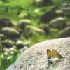 Butterfly Smile, by Zahraa Al Hassani - Nature Photography, Photography Award, Photo of the Day, Butterfly, Wildlife Photography
