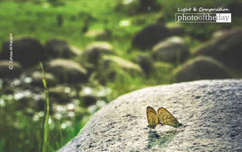 Butterfly Smile, by Zahraa Al Hassani - Nature Photography, Photography Award, Photo of the Day, Butterfly, Wildlife Photography