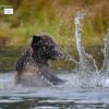 Wildlife Photography, Nature Photography, Photography Awards, Photo of the Day, Grizzly Bear – Fishing for Salmon, by Claudio Bacinello Fishing for Salmon, by Claudio Bacinello - Wildlife Photography, Nature Photography, Photography Awards, Photo of the Day, Grizzly Bear
