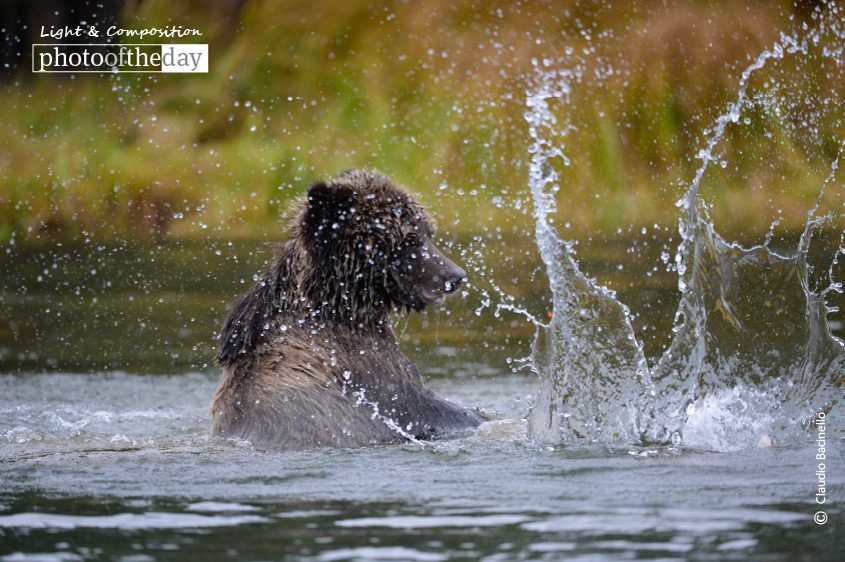 Fishing for Salmon, by Claudio Bacinello - Wildlife Photography, Nature Photography, Photography Awards, Photo of the Day, Grizzly Bear