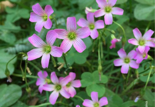 Flores in My Garden, by Patricia Saraiva - Nature Photography, Photography Awards, Macro Photography, Photo of the Day, Art Photography