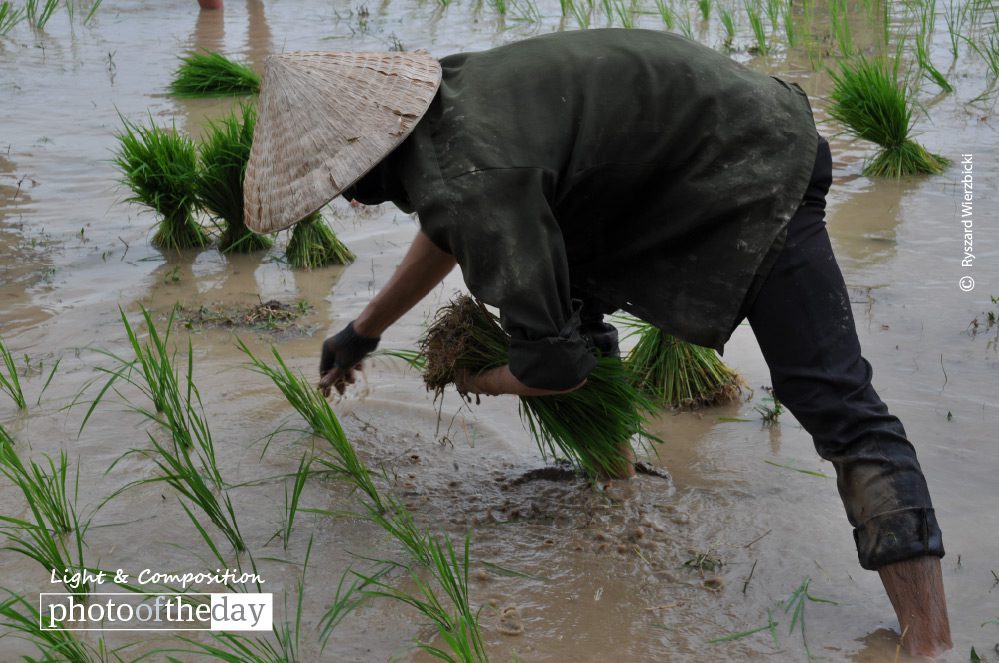 Planting Rice, by Ryszard Wierzbicki - Documentary Photography, Photojournalism, Rice Farming, Laos Photography, Ryszard Wierzbicki