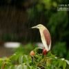 Indian Pond Heron, Wildlife Photography, Bird Photography, Nature Photography, Photo of the Day – Indian Pond Heron, by Saniar Rahman Rahul Indian Pond Heron, by Saniar Rahman Rahul - Indian Pond Heron, Wildlife Photography, Bird Photography, Nature Photography, Photo of the Day