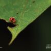 Photography Awards, Macro Photography, Nature Photography, Photo of the Day, Light & Composition University – Ladybug, by Saniar Rahman Rahul Ladybug, by Saniar Rahman Rahul - Photography Awards, Macro Photography, Nature Photography, Photo of the Day, Light & Composition University