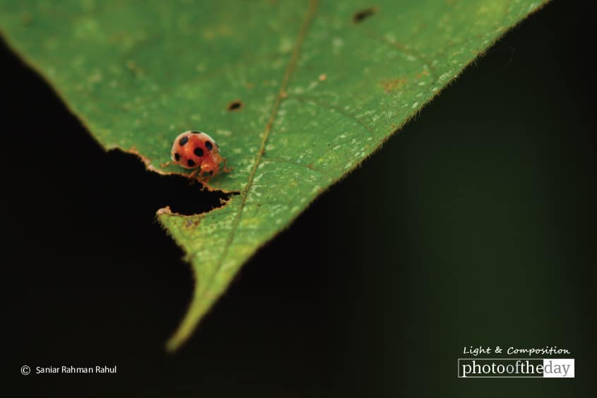 Ladybug, by Saniar Rahman Rahul - Photography Awards, Macro Photography, Nature Photography, Photo of the Day, Light & Composition University