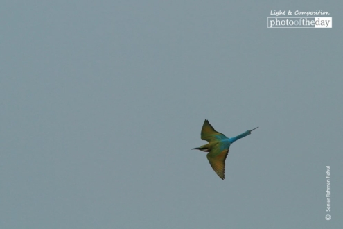 Blue Tailed Bee-Eater, by Saniar Rahman Rahul - Wildlife Photography, Photo of the Day, Photography Awards, Blue Tailed Bee-Eater, Light & Composition University