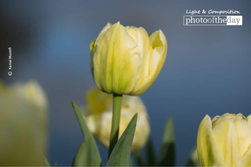 The Lady, by Kamal Mostofi - Close-up Photography, Award Winning Photography, Photo of the Day, Kamal Mostofi, Photography Education