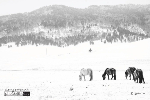 Mongolian High Country, by Shirren Lim - Travel Photography, Award Winning Photography, Photo of the Day, Shirren Lim, Mongolian Landscapes
