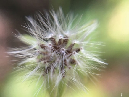 Beauty in the details, by Patricia Saraiva - Close-up Photography, Photography Awards, Photo of the Day, Art Photography, Online Photography Courses
