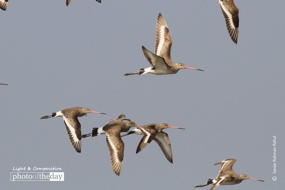 Black tailed Godwit, by Saniar Rahman Rahul - Wildlife Photography, Black-tailed Godwit, Photo of the Day, Nature Photography, Photography Awards