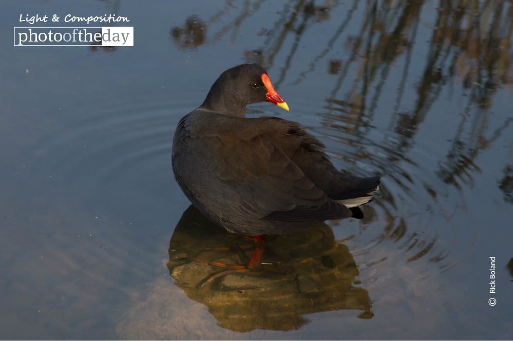 Bird Bath, by Rick Boland - Wildlife Photography, Nature Photography, Photo of the Day, Bird Photography, Photography Awards