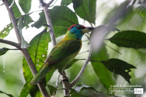 The Blue-throated Barbet, by Nirupam Roy - Wildlife Photography, Nature Photography, Blue-throated Barbet, Nirupam Roy, Photo of the Day