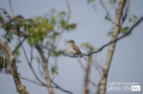 Thinking Alone, by Nirupam Roy - Wildlife Photography, Nature Photography, Photo of the Day, Award Winning Photography, Nirupam Roy