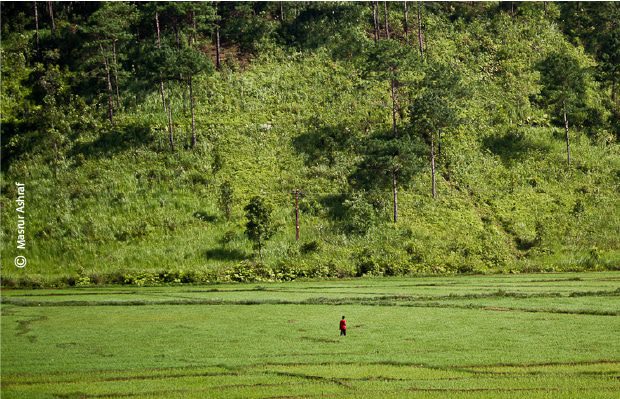 Fields of Green, by Masrur Ashraf - Nature Photography, Award Winning Photography, Landscape Photography, Photo of the Day, Masrur Ashraf