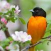 Wildlife Photography, Nature Photography, Photography Awards, Claudio Bacinello, Oriole – Oriole and Apple Blossoms, by Claudio Bacinello Oriole and Apple Blossoms, by Claudio Bacinello - Wildlife Photography, Nature Photography, Photography Awards, Claudio Bacinello, Oriole