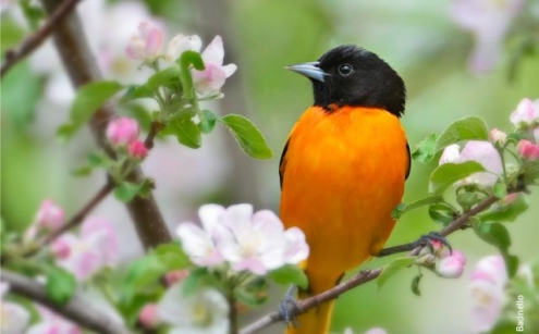 Oriole and Apple Blossoms, by Claudio Bacinello - Wildlife Photography, Nature Photography, Photography Awards, Claudio Bacinello, Oriole