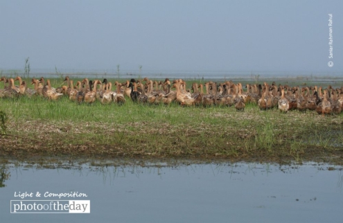 Domestic Ducks, by Saniar Rahman Rahul - Wildlife Photography, Photo of the Day, Photography Awards, Domestic Ducks,  Art Photography