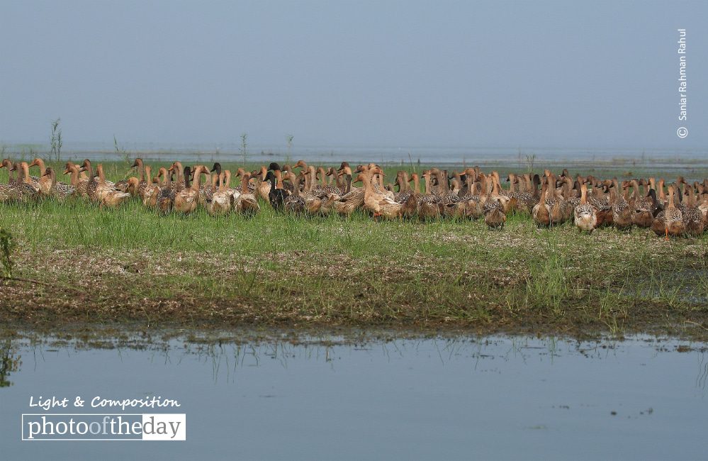 Domestic Ducks, by Saniar Rahman Rahul - Wildlife Photography, Photo of the Day, Photography Awards, Domestic Ducks,  Art Photography